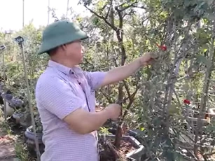 Hà Nội: Lãi hơn 700 triệu đồng/năm nhờ trồng hoa hồng và lan