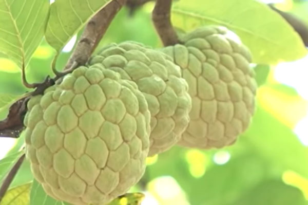 Bắc Giang: 'Đổi đời' nhờ ép na ra quả từ thân cây