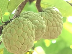 Bắc Giang: 'Đổi đời' nhờ ép na ra quả từ thân cây