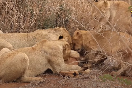 Cuộc “đấu trí” quyết liệt giữa bầy sư tử và đàn linh dương