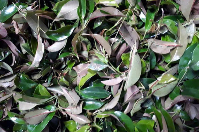 Lá lồm mọc hoang được nhiều bà nội trợ săn lùng có giá đắt đỏ