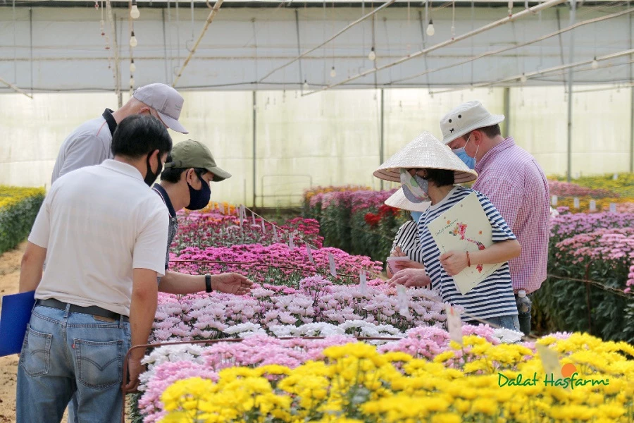 Do ảnh hưởng của Covid-19, Dalat Hasfarm Flower Trials 2020 được tổ chức trong khuôn khổ nội bộ, tinh gọn, các giống hoa thử nghiệm mới được giới thiệu tới đối tác bằng hình thức online.