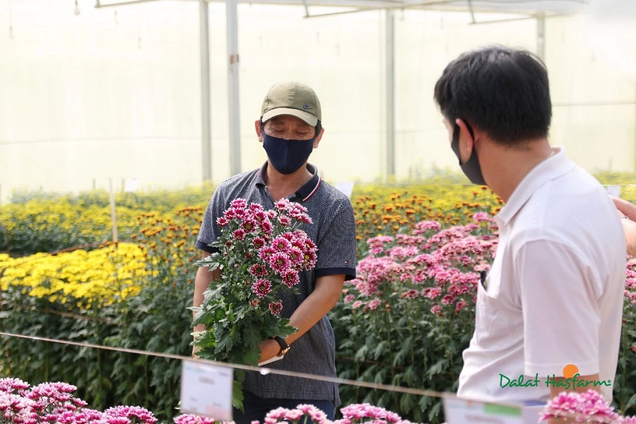 Hoa chủ đạo của Dalat Hasfarm Flower Trials 2020 là các loại hoa Cúc.