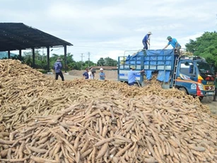 Xuất khẩu tinh bột sắn sang Trung Quốc vọt tăng hơn 70%