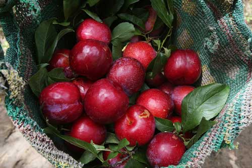 6 loại quả chị em nên tránh ăn khi đến 'ngày đèn đỏ'