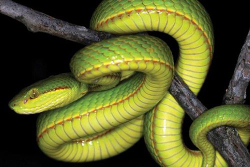 Khám phá loài rắn có tên trong tác phẩm Harry Potter