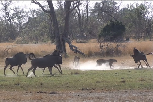 CLIP: 2 con báo săn vội vã bỏ chạy khi bị đàn linh dương đầu bò tấn công