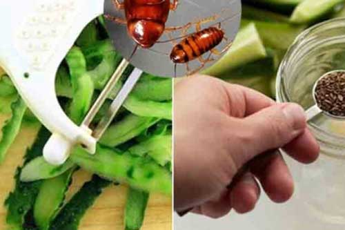 Thả quả dưa chuột vào tủ quần áo để đuổi gián, sáng hôm sau cả nhà 'ngả nón kính phục'