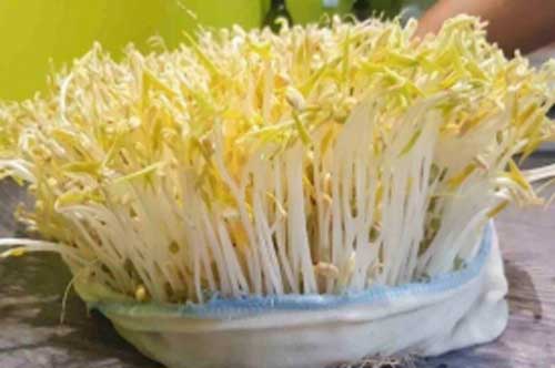 Muốn giá đỗ nhà trồng ít rễ, thân mập mập, chị em hãy áp dụng bí quyết này