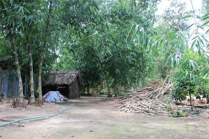 Thu lãi trăm triệu nhờ trồng loại cây bán không bỏ thứ gì - Ảnh 1.