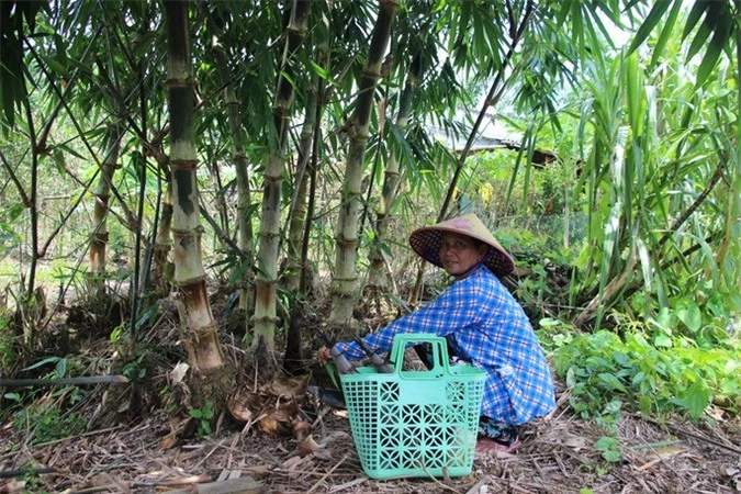 Thu lãi trăm triệu nhờ trồng loại cây bán không bỏ thứ gì - Ảnh 5.