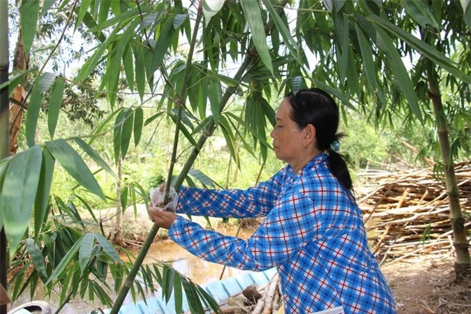 Thu lãi trăm triệu nhờ trồng loại cây bán không bỏ thứ gì - Ảnh 9.