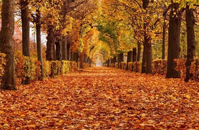 Trong ảnh, con đường đầy lá tại một công viên ở Vienna, Áo. Ảnh: Getty.