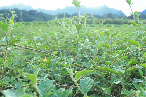 Cầm sổ đỏ vay tiền 'nuôi' cây dược liệu quý, bản nghèo "đổi đời" sau 2 năm