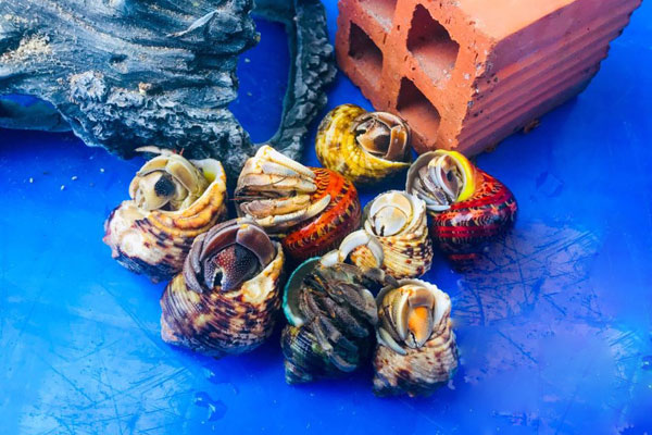 Săn lùng 'ốc mượn hồn' với giá 2-3 triệu đồng/con chỉ để làm 'thú cưng'