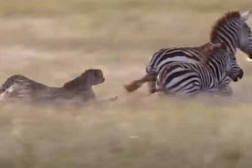 CLIP: Báo săn bỏ chạy "trối chết" khi bị ngựa vằn phản công