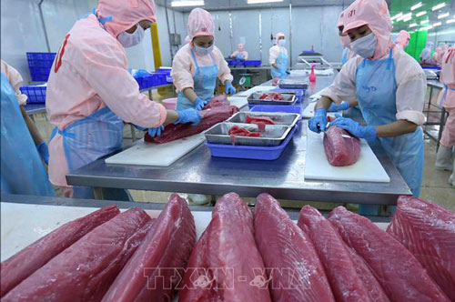 Cơ hội thúc đẩy phục hồi xuất khẩu sản phẩm tôm, cá ngừ vào EU