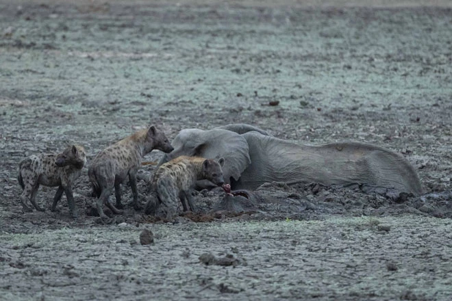 Khi phát hiện 2 mẹ con nhà voi mắc kẹt dưới sình lầy, đàn linh cẩu lập tức lao tới với mong muốn kiếm được miếng mồi ngon.