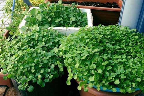 Cách trồng rau cải xoong đơn giản ngay tại nhà