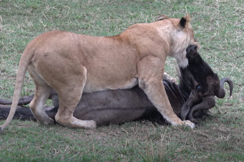 CLIP: Vợ chồng sư tử "khoe" kỹ năng săn mồi tuyệt đỉnh