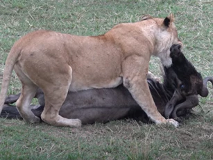 CLIP: Vợ chồng sư tử "khoe" kỹ năng săn mồi tuyệt đỉnh