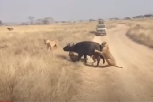 CLIP: Đàn trâu rừng kéo nhau tấn công sư tử để giải cứu đồng loại