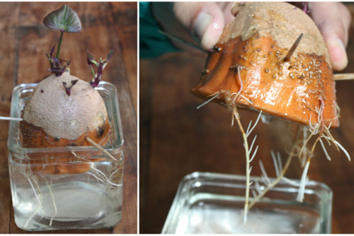 Cách trồng khoai lang lớn nhanh như thổi ngay tại nhà