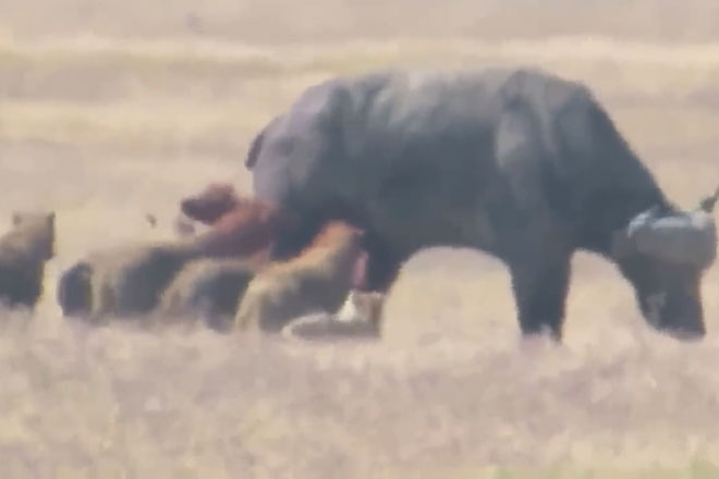 Bị đàn linh cẩu cắn xé, trâu rừng có phản ứng khiến nhiều người 'choáng'