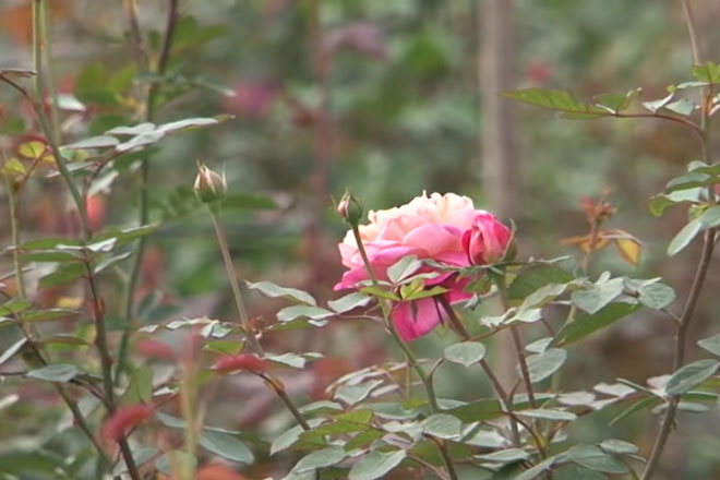 Hà Nội: 'Đổi đời' nhờ mô hình trồng hoa hồng