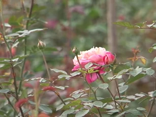 Hà Nội: 'Đổi đời' nhờ mô hình trồng hoa hồng