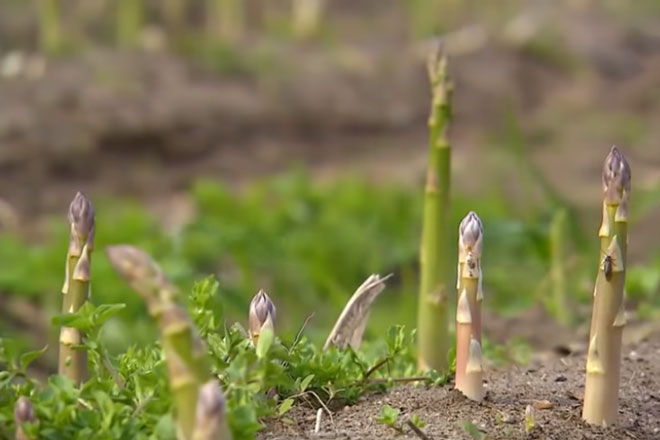 Hà Nội: Thu tiền tỷ mỗi năm nhờ trồng măng tây công nghệ cao