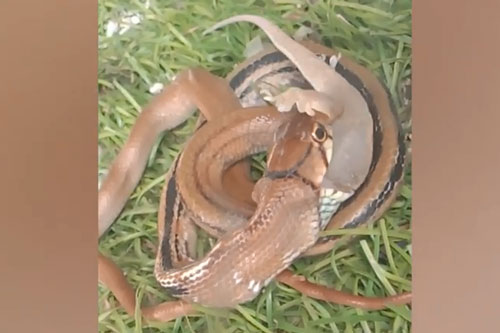 Cái kết thảm thương cho chú thằn lằn khi chạm mặt với rắn