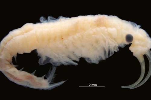 Lộ diện sinh vật hoàn toàn mới, gần như bất tử ở 'tử địa' của Trái Đất