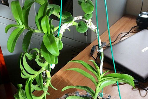 Khởi tố, bắt tạm giam đối tượng "hô biến" lan thường thành đột biến bán 1,47 tỷ đồng