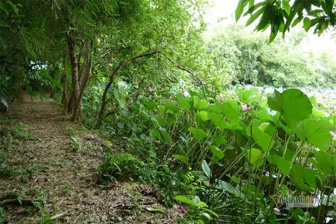 Một góc vườn xanh mát nhà cụ Tam Nguyên Yên Đổ.