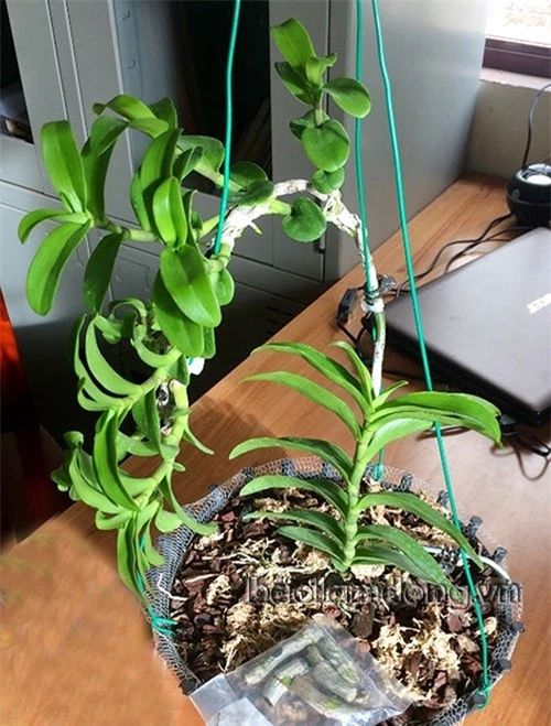 Khởi tố, bắt tạm giam đối tượng hô biến lan thường thành đột biến bán 1,47 tỷ đồng - Ảnh 1. Khởi tố, bắt tạm giam đối tượng hô biến lan thường thành đột biến bán 1,47 tỷ đồng - Ảnh 1.