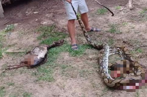 Cận cảnh trăn 'yêu tinh' nuốt gọn con dê 25kg ở Quảng Nam