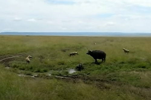 CLIP: "Gồng mình" chống trả, trâu rừng vẫn không cứu được con non thoát khỏi nanh vuốt đàn linh cẩu