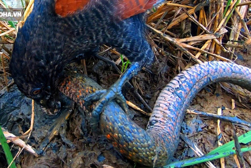 Bìm bịp kéo rắn nước hung dữ ra khỏi hang thì bị cắn và màn 'đáp trả' ngoạn mục sau đó