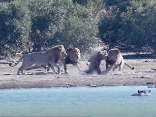 CLIP: Sư tử đực trẻ bị cắn tàn phế khi đi vào lãnh thổ của đồng loại