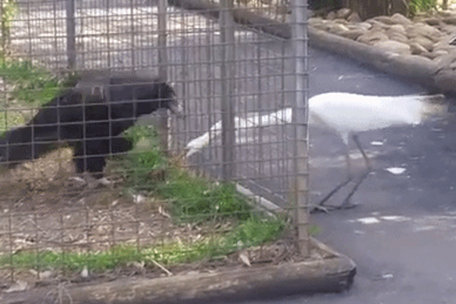 Nghĩ đại bàng bị nhốt không làm được gì, cò cướp thức ăn và bị trừng phạt nặng nề