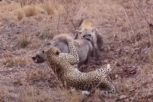 CLIP: Lợn bướu chết thảm khi bị cả báo hoa mai và linh cẩu tấn công