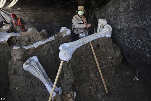 Xây sân bay, đào trúng… 200 bộ hài cốt quái thú khổng lồ