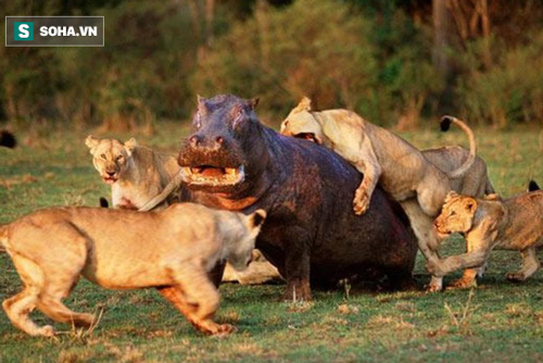 Hà mã bị thương chiến đấu với bầy sư tử háu đói và pha xử lý cực kỳ thông minh