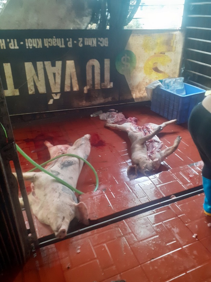 Lợn thịt đã chết bốc mùi hôi thối tại cơ sở giết mổ.