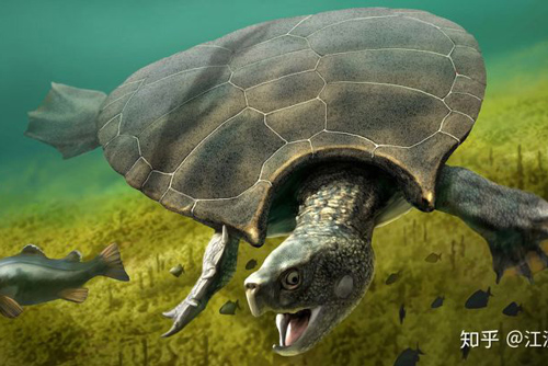 Khám phá loài rùa cổ đại lớn nhất từng tồn tại trên Trái Đất