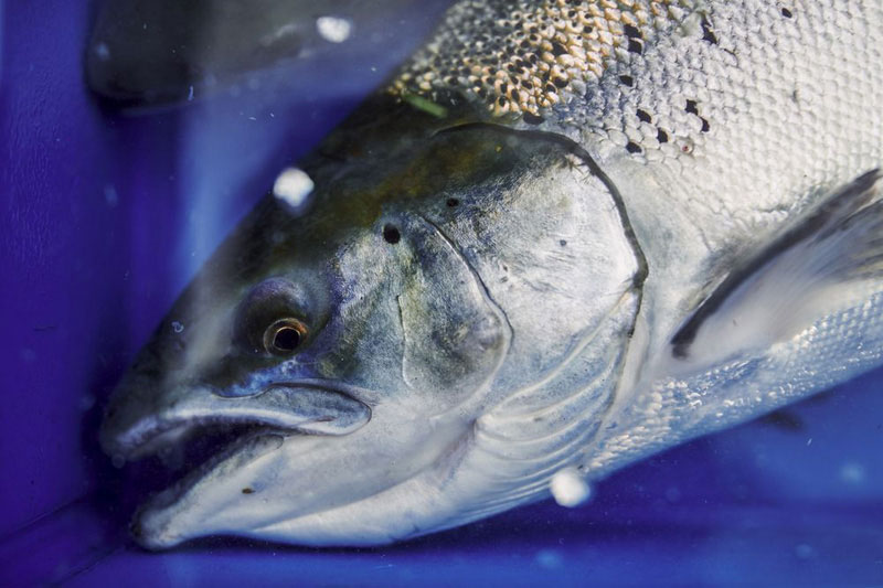 Virus SARS-CoV-2 có thể tồn tại trên cá hồi, sống trong 1 tuần