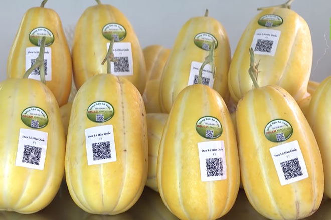 Bắc Ninh: Lãi gần 500 triệu đồng/năm nhờ mô hình trồng dưa lê Hàn Quốc