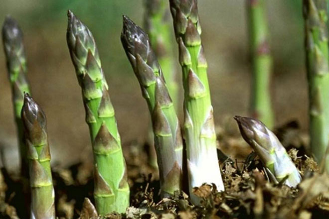 Hải Dương: 'Hốt bạc' nhờ mô hình trồng măng tây