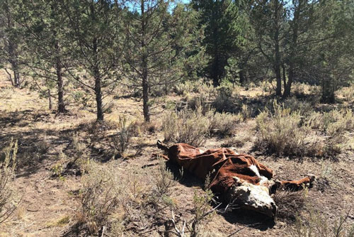 Bò bị rút cạn máu bí hiểm, dân Mỹ nghi do người ngoài hành tinh